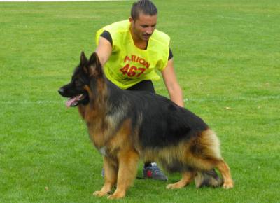 Pastor Alem�o Alt�ssima Qualidade 