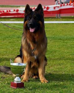 Pastor Alem�o Alt�ssima Qualidade 