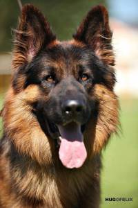 Pastor Alem�o Alt�ssima Qualidade 