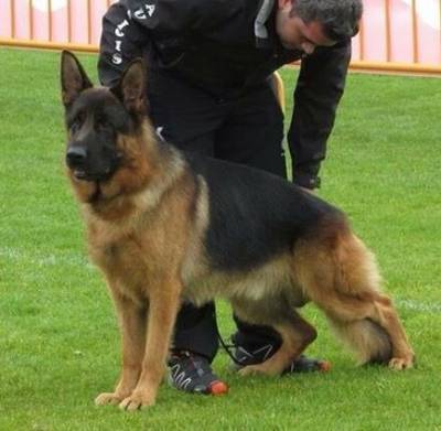 Pastor Alem�o Alt�ssima Qualidade 