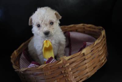 POODLE MICRO CANIL ESPECIALIZADO