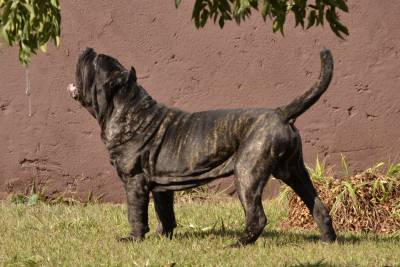 Filhotes Mastino Napoletano