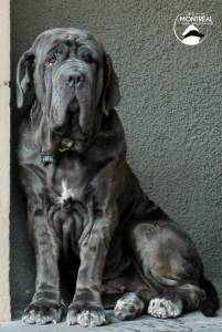 Filhotes Mastino Napoletano