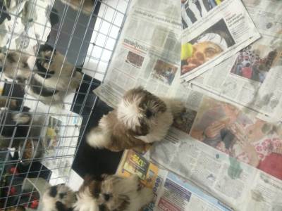 shihtzu lindos machinhos itaquera