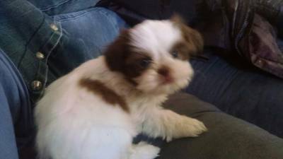 shihtzu lindos machinhos itaquera