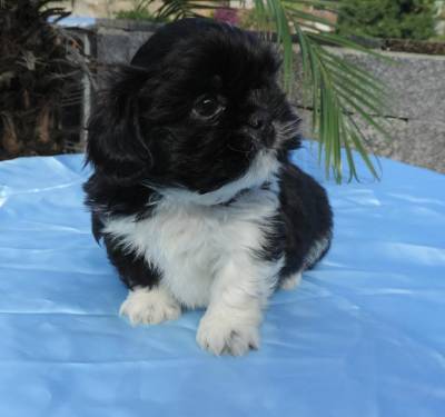 shihtzu lindos machinhos itaquera