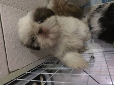 shihtzu lindos machinhos itaquera