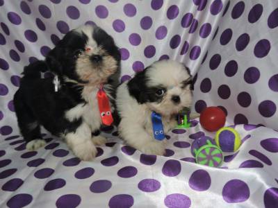 shihtzu lindos machinhos itaquera