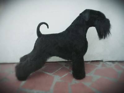 SCHNAUZER cachorros