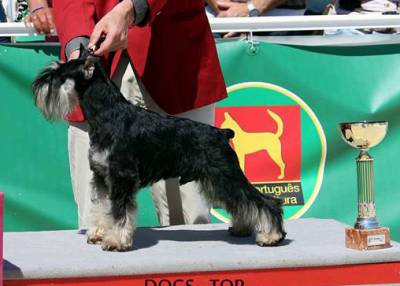 SCHNAUZER cachorros