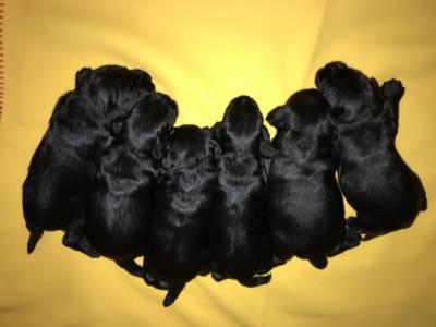 SCHNAUZER cachorros