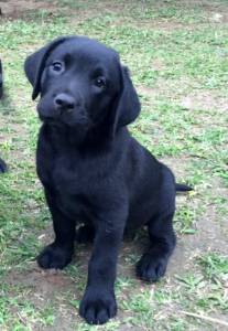 Lindos filhotes Retriever do Labrador disponveis