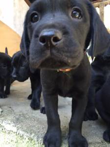 Lindos filhotes Retriever do Labrador disponveis