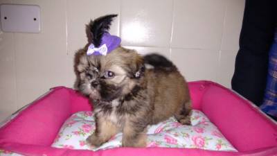 linda femea da raa shihtzu preta com bca zleste