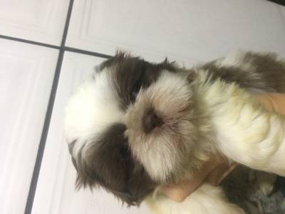 linda femea da raa shihtzu preta com bca zleste