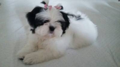 linda femea da raa shihtzu preta com bca zleste