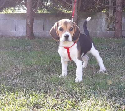 Cachorros Beagle com pedigree 