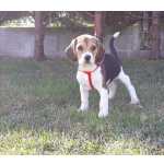 Beagle Cachorros Beagle com pedigree  Coimbra Tentúgal