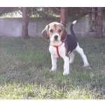 Beagle Cachorros Beagle com pedigree  Coimbra Tentgal