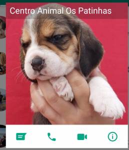 Cachorros Beagle com pedigree 