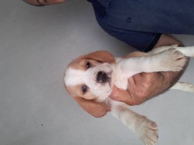 Cachorros Beagle com pedigree 