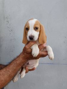 Cachorros Beagle com pedigree 