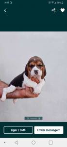 Cachorros Beagle com pedigree 