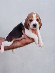 Cachorros Beagle com pedigree 
