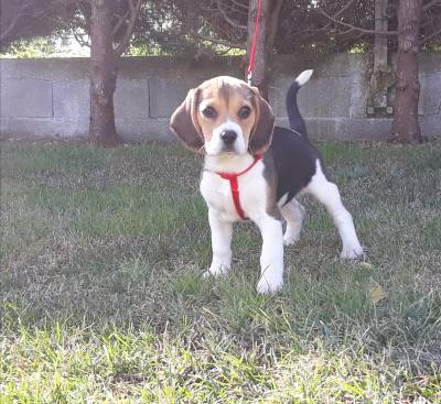 Cachorros Beagle com pedigree 