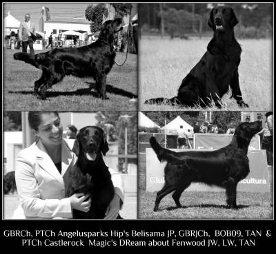 Ninhada de Flatcoated Retriever