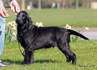 Ninhada de Flatcoated Retriever