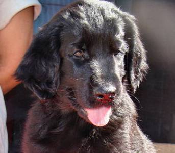 Ninhada de Flatcoated Retriever