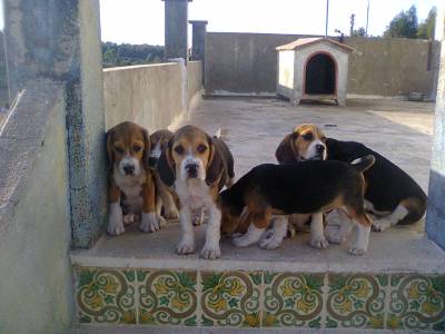 Beagle ninhada