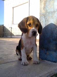 Beagle ninhada