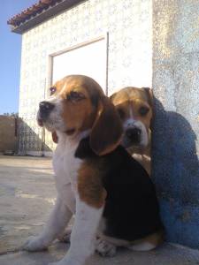 Beagle ninhada