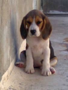 Beagle ninhada