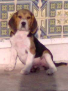 Beagle ninhada