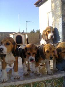 Beagle ninhada