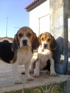 Beagle ninhada