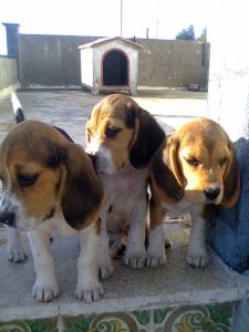 Beagle ninhada