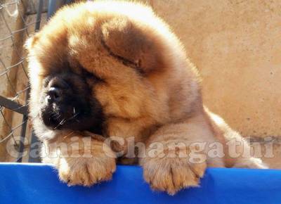 Chow Chow Filhote Macho