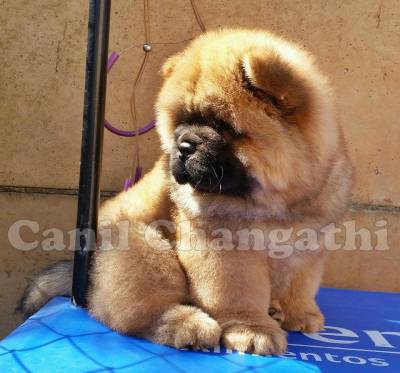 Chow Chow Filhote Macho