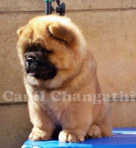 Chow Chow Filhote Macho