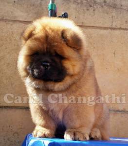 Chow Chow Filhote Macho