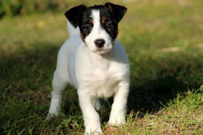 Ninhada Jack Russell Terrier