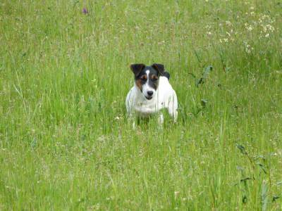 Ninhada Jack Russell Terrier