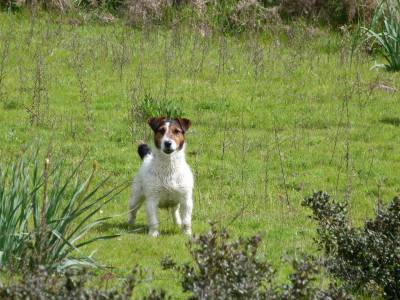 Ninhada Jack Russell Terrier