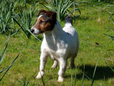 Ninhada Jack Russell Terrier