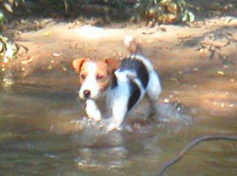 Ninhada Jack Russell Terrier