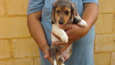 DE VITA KENNEL - Dachshund P Longo BRANCO PIEBALD